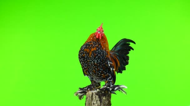 Rooster Milfleur Standing Tree Stump Isolated Green Screen — Stock Video