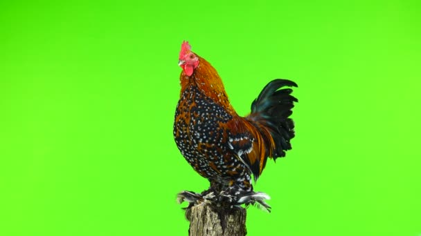 Rooster Milfleur Standing Tree Stump Isolated Green Screen — Stock Video