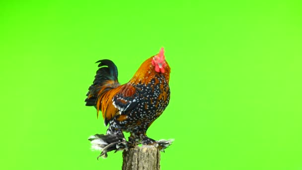 Rooster Milfleur Standing Tree Stump Isolated Green Screen — Stock Video