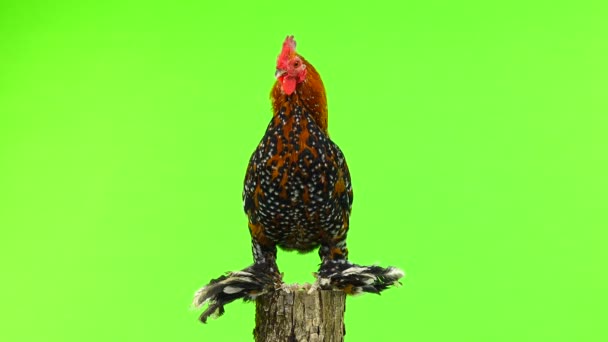 Rooster Milfleur Standing Tree Stump Isolated Green Screen — Stock Video