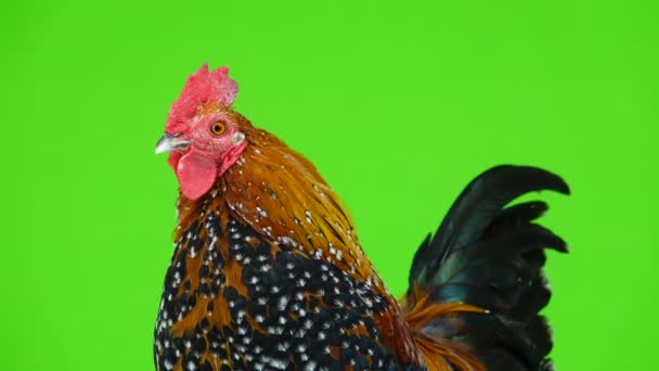 Retrato Gallo Milfleur Aislado Pantalla Verde — Vídeo de stock