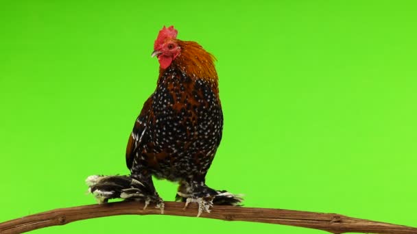Rooster Milfler Sentado Una Rama Una Pantalla Verde — Vídeos de Stock