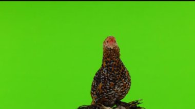 tavuk Milfleur yeşil ekranda döndürme