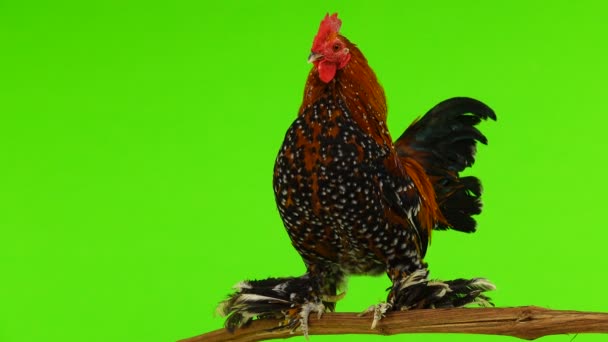 Rooster Milfler Sentado Una Rama Una Pantalla Verde — Vídeo de stock