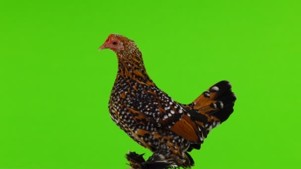 Κοτόπουλο Milfleur Περιστροφή Στην Πράσινη Οθόνη — Αρχείο Βίντεο