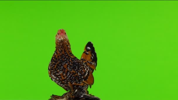 Kyckling Milfleur Rotera Grön Skärm — Stockvideo