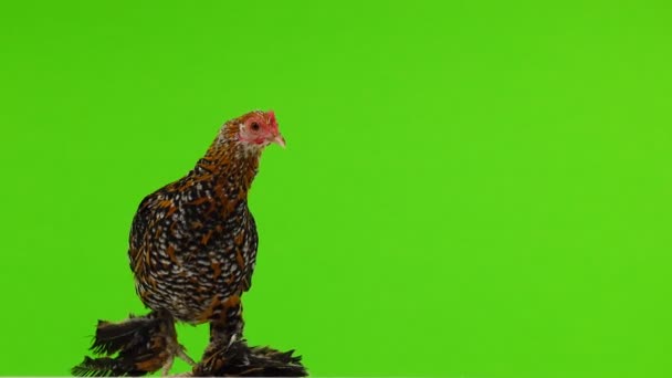 Chicken Milfleur Rotate Green Screen — Stock Video