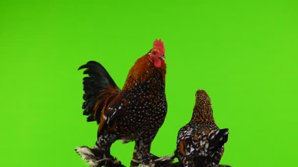 公鸡和鸡在绿色屏幕上旋转 — 图库视频影像