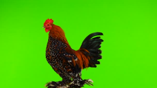 Κόκορας Milfleur Περιστροφή Και Flapping Φτερά Στην Πράσινη Οθόνη — Αρχείο Βίντεο