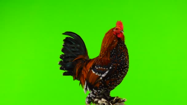 Rooster Milfleur Rotate Flapping Wings Green Screen — Stock Video