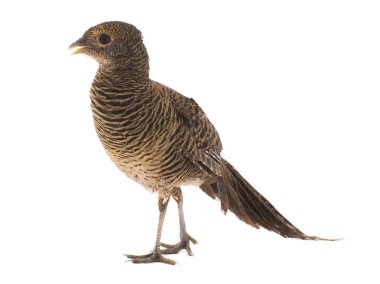 dişi sülün altın beyaz bir arka plan üzerinde izole