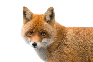 beyaz bir arka plan üzerinde izole portre bfox