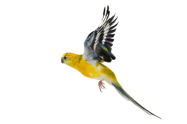 Papagei Haematonotus Psephotus Flug Isoliert Auf Weißem Hintergrund — Stockfoto