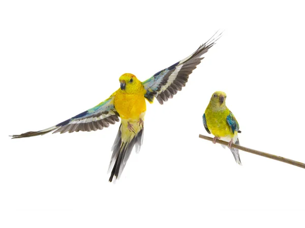 Male Parrot Haematonotus Psephotus Flight Female Parrot Isolated White Background — Stock Photo, Image