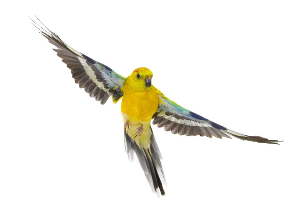 Papegoja Haematonotus Psephotus Flight Isolerat Vit Bakgrund — Stockfoto