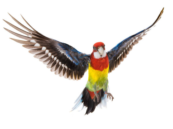 parrot Rosella in flight isolated on white background