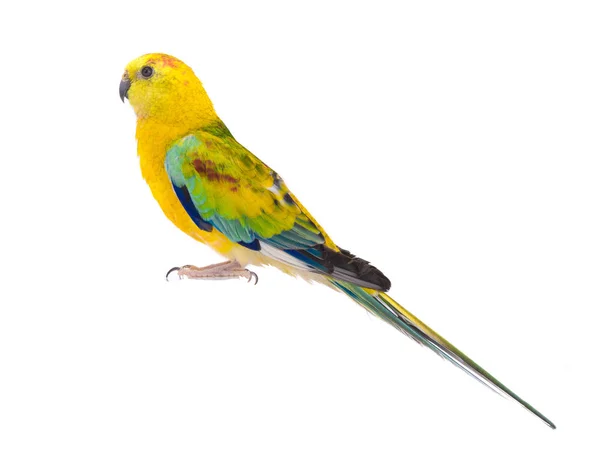 Papuga Haematonotus Psephotus Białym Tle — Zdjęcie stockowe