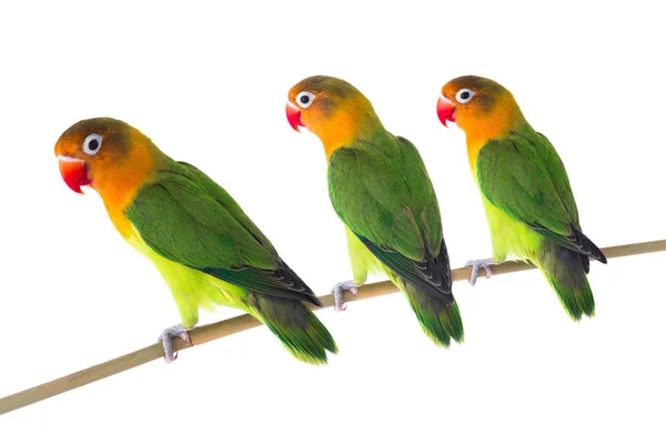 Fischeri Lovebird Papageien Auf Weißem Hintergrund — Stockfoto