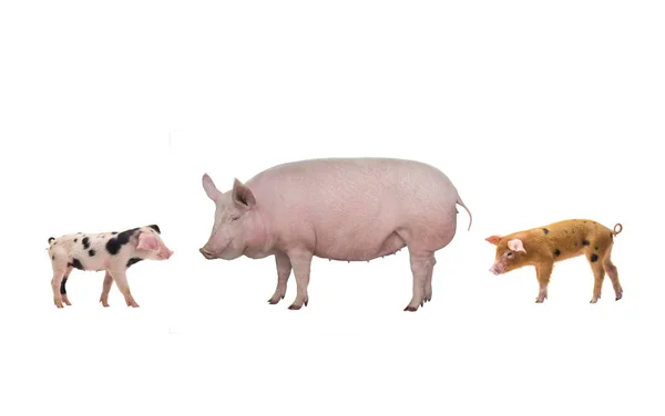 Porcos Fêmeas Leitões Isolados Sobre Fundo Branco — Fotografia de Stock