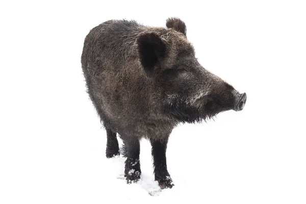 Wildschweine Isoliert Auf Weißem Hintergrund — Stockfoto