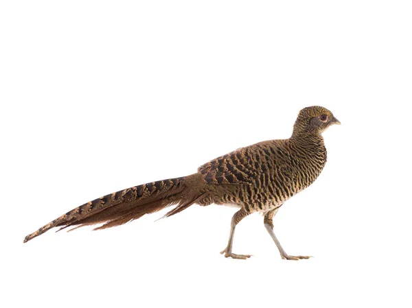 Female Pheasant Gold Isolated White Background — Stock Photo, Image