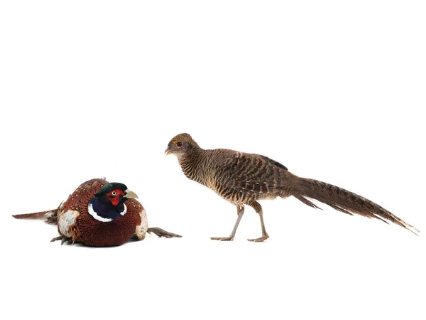 Male Female Pheasant Hunting Photographed Studio — Stock Photo, Image