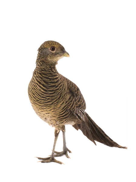 Vrouwelijke Fazant Goud Geïsoleerd Een Witte Achtergrond — Stockfoto