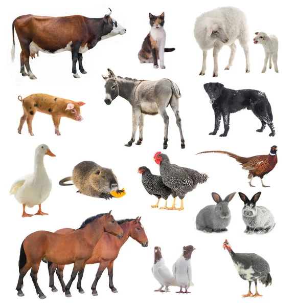 Collage Livestock Isolated White Background — Stock Photo, Image