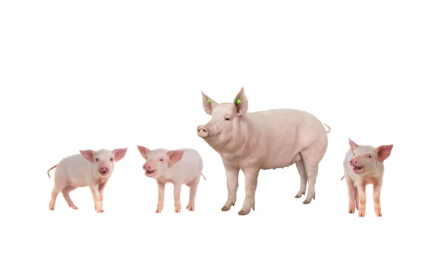 Weibliches Schwein Und Ferkel Isoliert Auf Weißem Hintergrund — Stockfoto