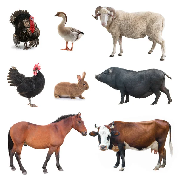 Collage Vieh Isoliert Auf Weißem Hintergrund — Stockfoto
