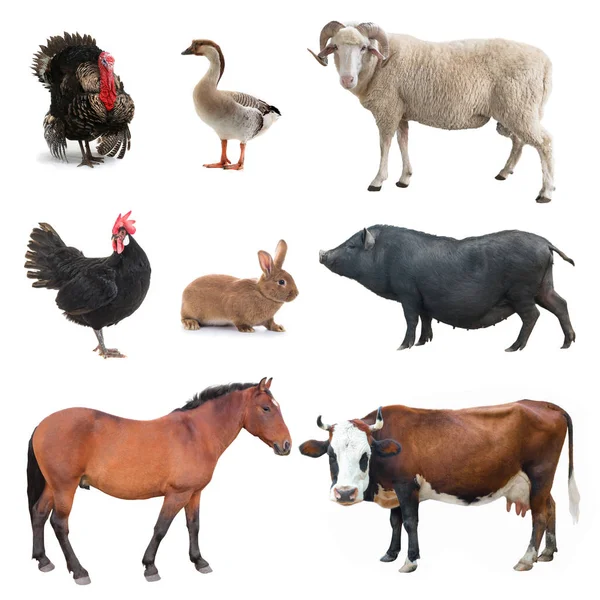 Collage Livestock Isolated White Background Stock Photo by ©bazil 228888122