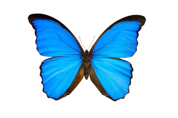 Butterfly Morpho Nestira Isolated White Background — Stock Photo, Image