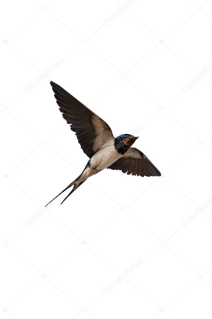 Swallow isolated on white background