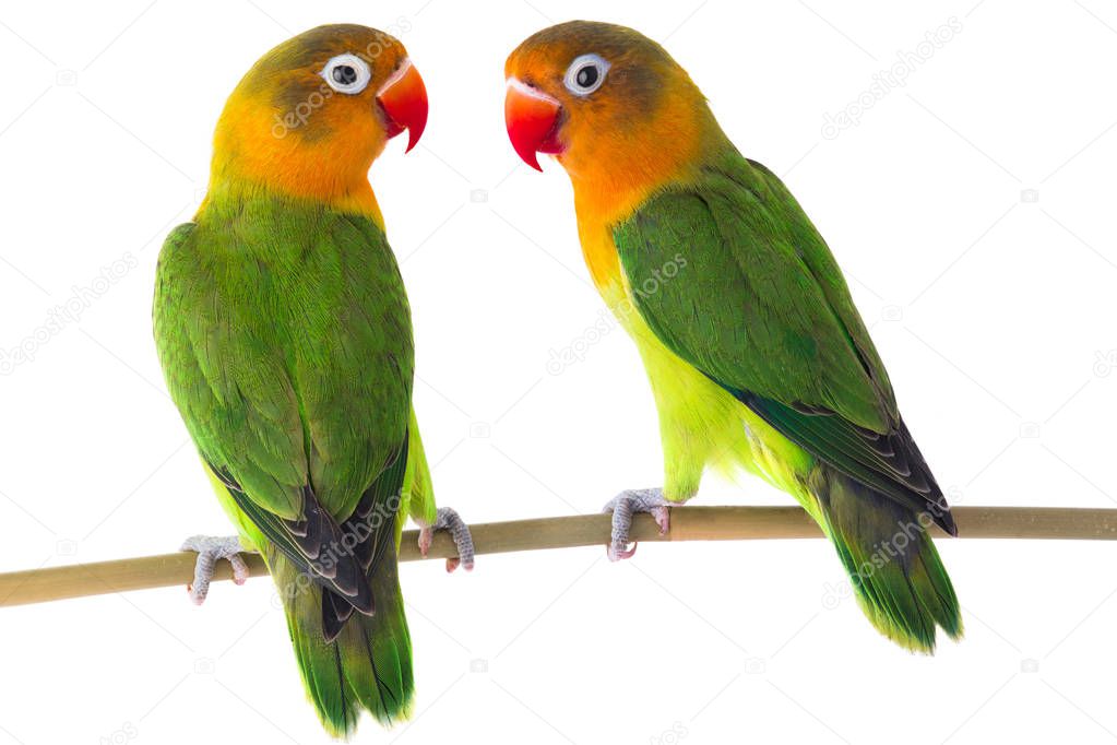  fischeri lovebird parrot on a white background