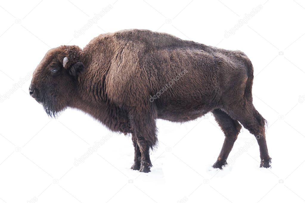 bison american isolated on a white background