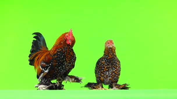 Gallo Pollo Milfleur Aislados Pantalla Verde — Vídeo de stock