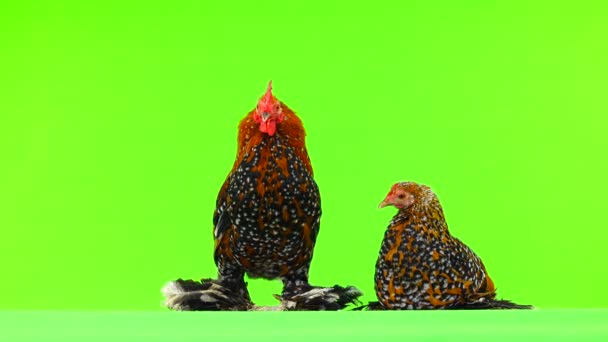 在绿色屏幕上隔离的公鸡和鸡 — 图库视频影像