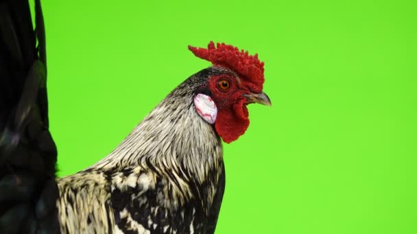 Πορτρέτο Κόκορα Στην Πράσινη Οθόνη — Αρχείο Βίντεο