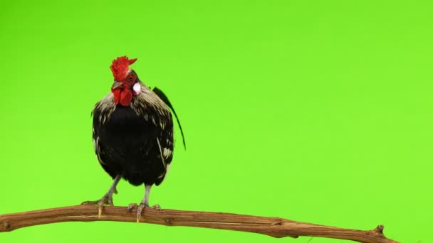 Rooster Stands Tree Branch Flapping Wings Crowing Green Screen Sound — Stock Video