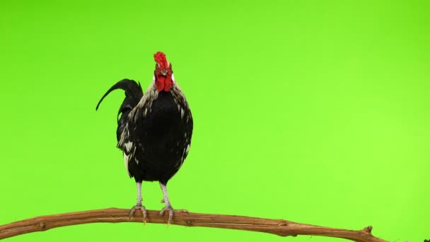 Rooster Está Parado Una Rama Árbol Cantando Pantalla Verde Sonido — Vídeos de Stock