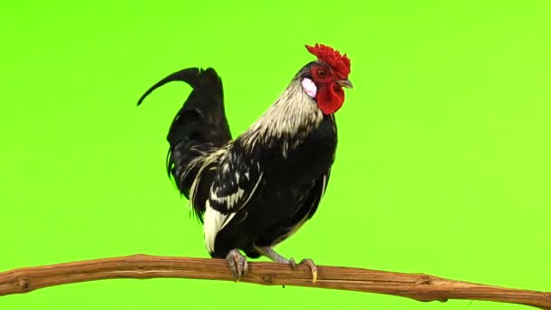 Rooster Goes Branch Green Screen — Stock Video