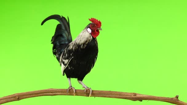 Rooster Goes Branch Green Screen — Stock Video