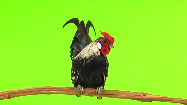 Rooster Sitting Tree Branch Green Screen — Stock Video