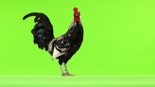 Rooster Grön Skärm — Stockvideo