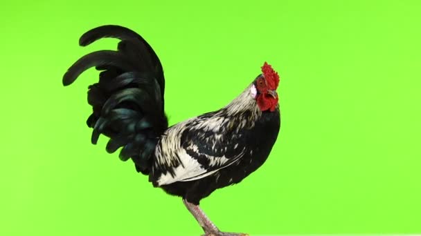 Rooster Rotate Green Screen — Stock Video