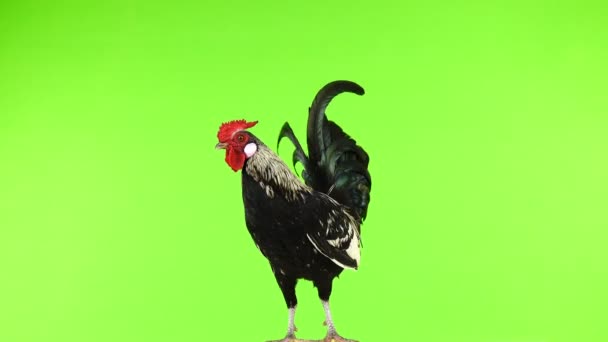 Rooster Rotate Green Screen — Stock Video