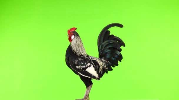 Rooster Rotate Crowing Green Screen Sound — Stock Video