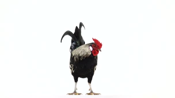 Rooster Crowing White Screen Sound — Stock Video