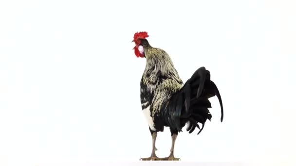 Rooster Rotate Crowing White Screen Sound — Stock Video