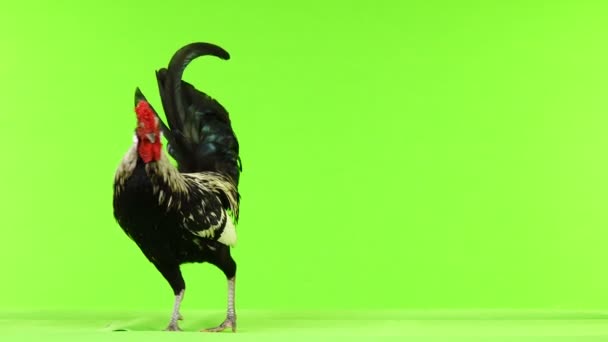 Rooster Mueve Largo Cámara Canta Una Pantalla Verde Sonido — Vídeo de stock